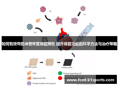 如何有效帮助波普恢复肾脏损伤 提升肾脏功能的科学方法与治疗策略